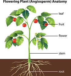 diagram of a flowering plant