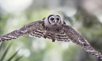 flying owl photograph