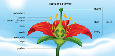 diagram of parts of a flower