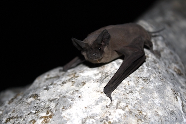 picture of a Mexican free-tailed bat