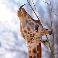 giraffe with tongue out