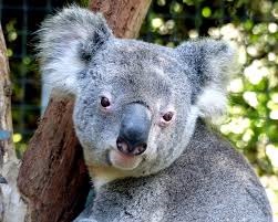 photograph of a koala
