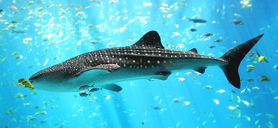 photo of whale shark